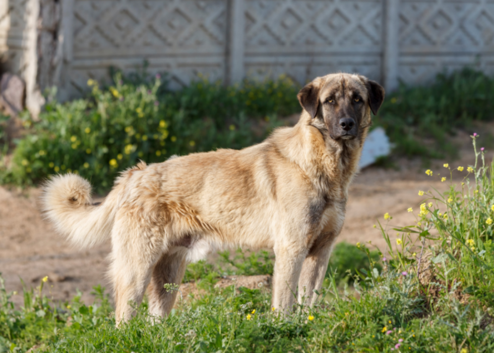 Les races de chiens gagnent en popularité 