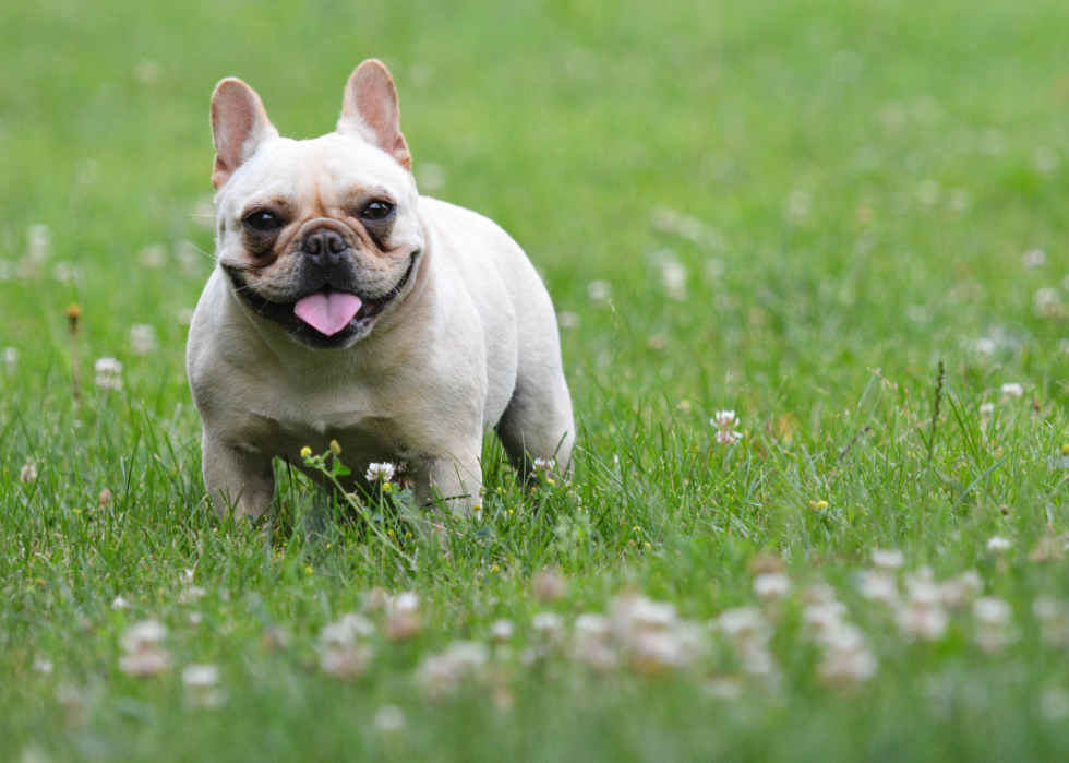 Les races de chiens gagnent en popularité 