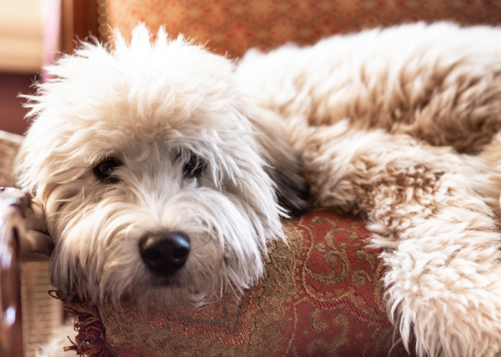 Les races de chiens les moins obéissantes 