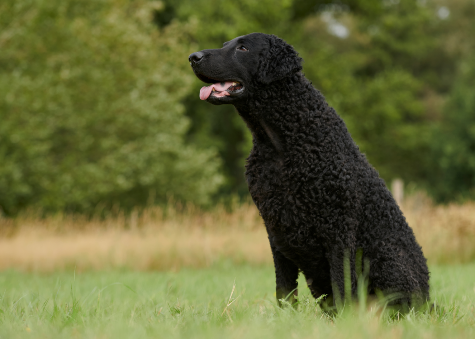 Les races de chiens les moins obéissantes 