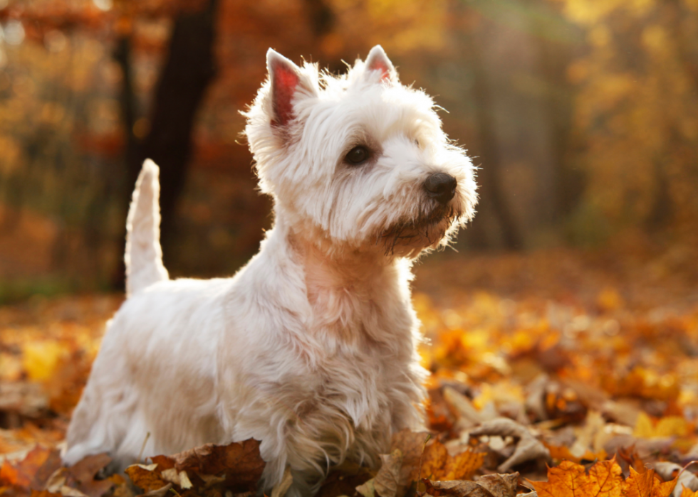 Les races de chiens les moins obéissantes 