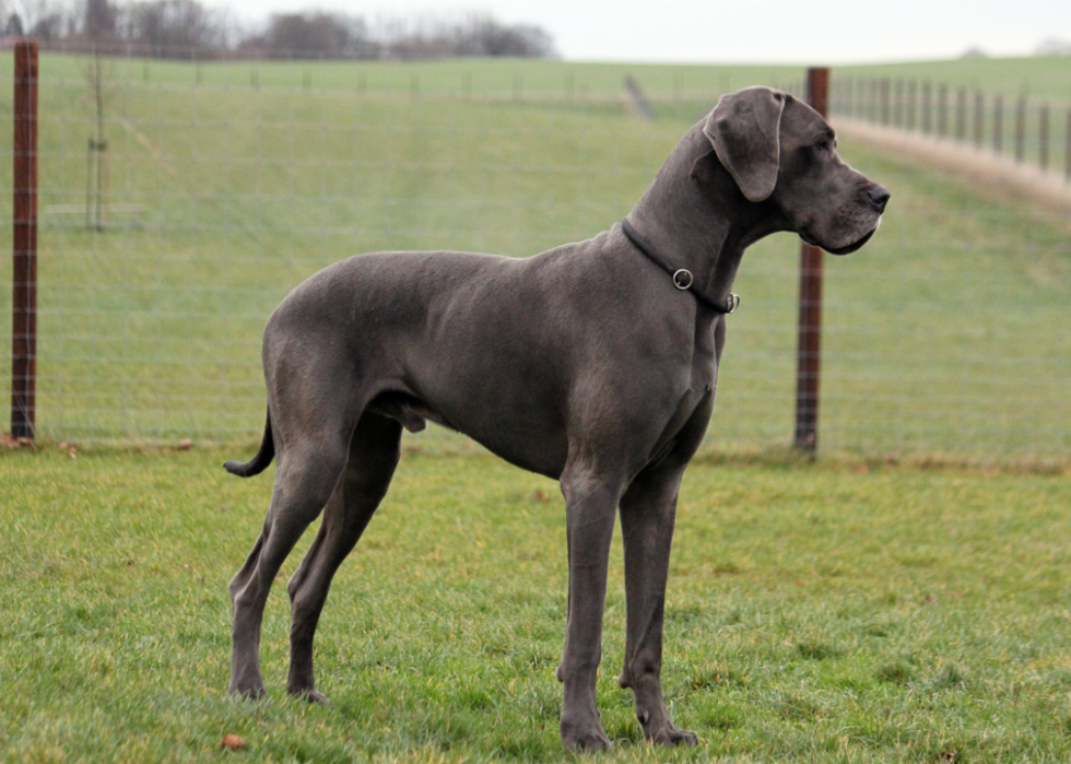 Les races de chiens les moins obéissantes 