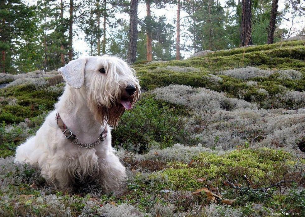 Les races de chiens les moins obéissantes 