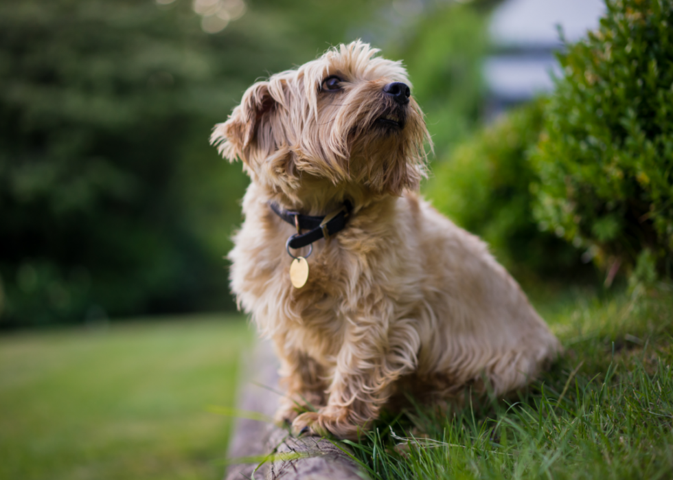 Les races de chiens les moins obéissantes 