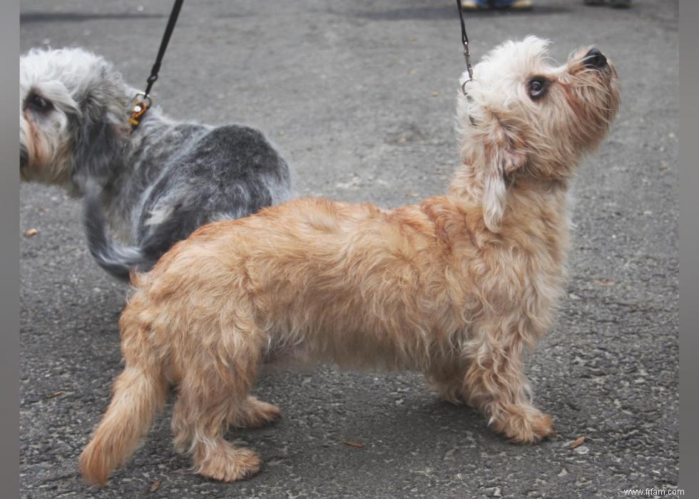 Les races de chiens les moins obéissantes 