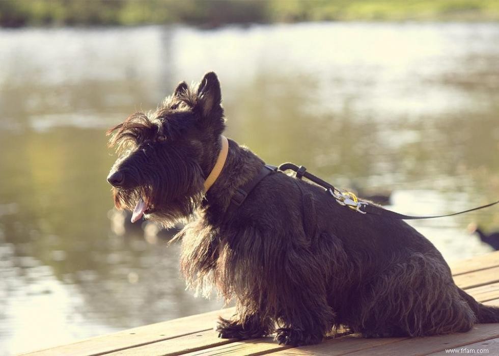 Les races de chiens les moins obéissantes 