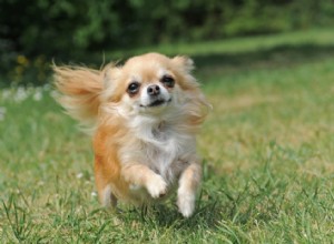 Comment les coûts d assurance pour animaux de compagnie varient pour 20 races de chiens différentes 