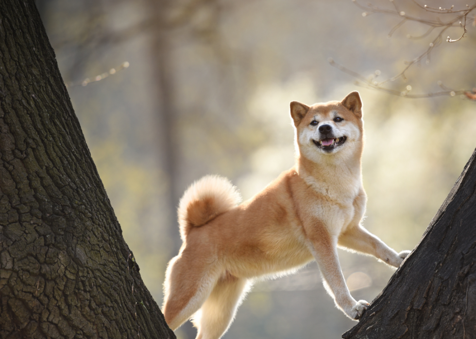 Comment les coûts d assurance pour animaux de compagnie varient pour 20 races de chiens différentes 