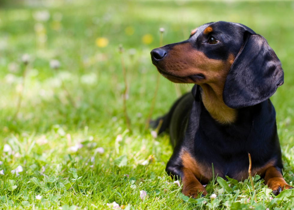 Comment les coûts d assurance pour animaux de compagnie varient pour 20 races de chiens différentes 