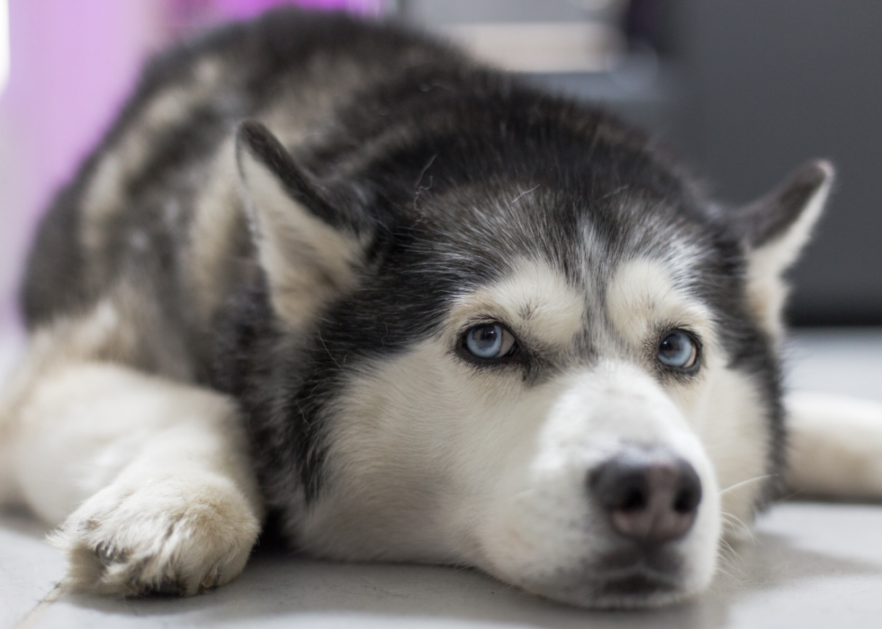 Comment les coûts d assurance pour animaux de compagnie varient pour 20 races de chiens différentes 