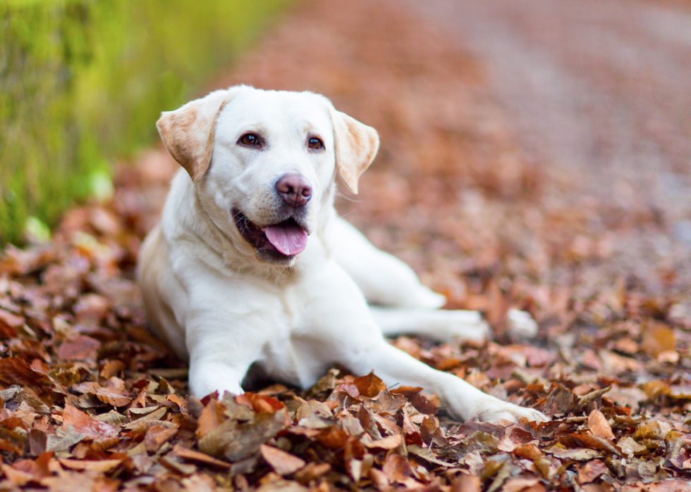 Comment les coûts d assurance pour animaux de compagnie varient pour 20 races de chiens différentes 