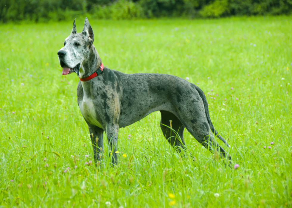 Comment les coûts d assurance pour animaux de compagnie varient pour 20 races de chiens différentes 