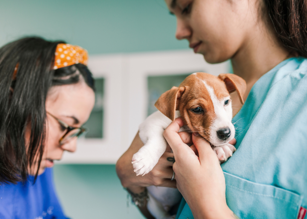 5 maladies courantes chez les chiots et que faire à leur sujet 