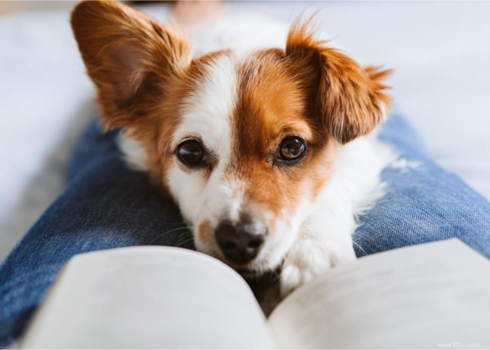 Comment les différentes générations traitent leurs animaux de compagnie 