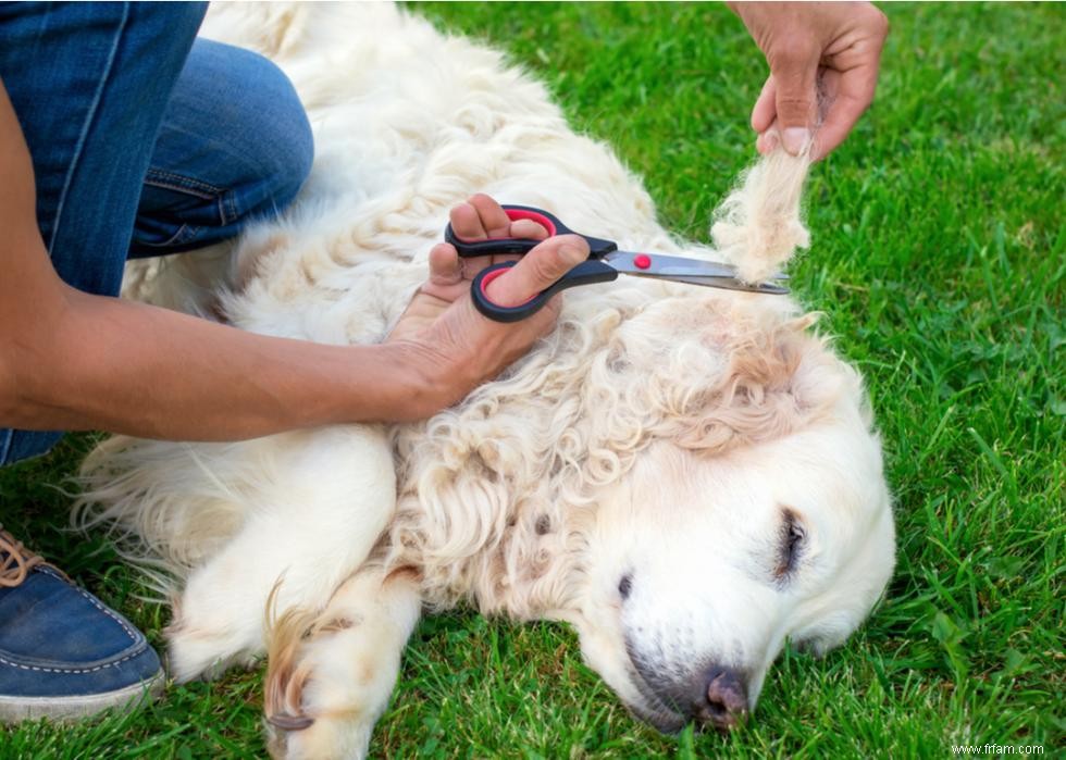 Bienfaits pour la santé du toilettage de votre chien 