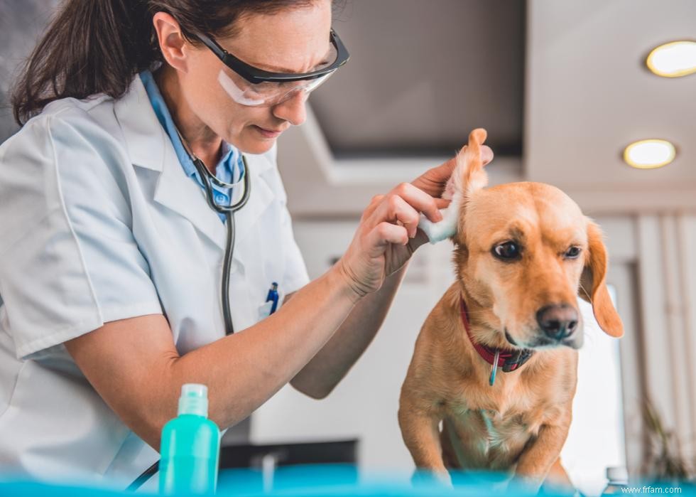 Bienfaits pour la santé du toilettage de votre chien 