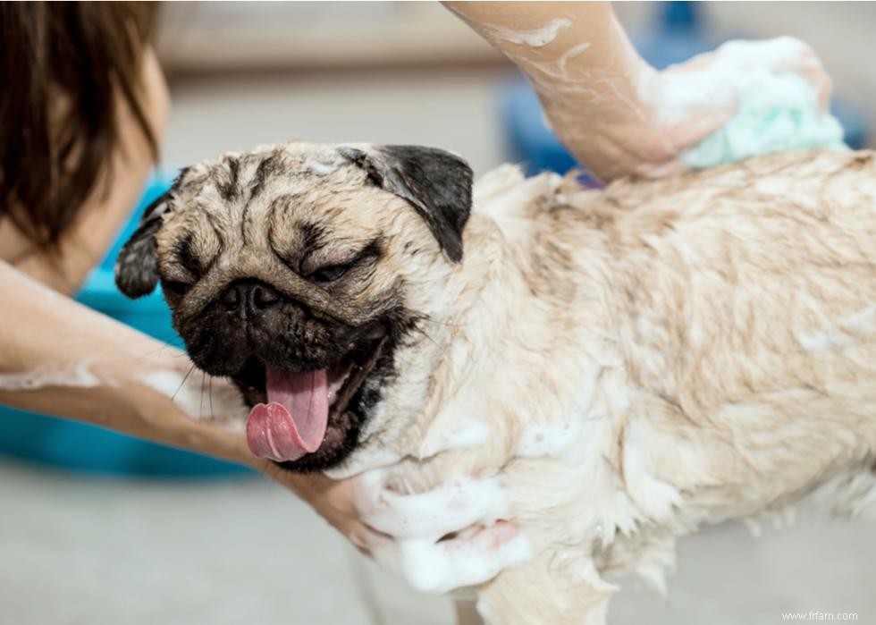 Bienfaits pour la santé du toilettage de votre chien 