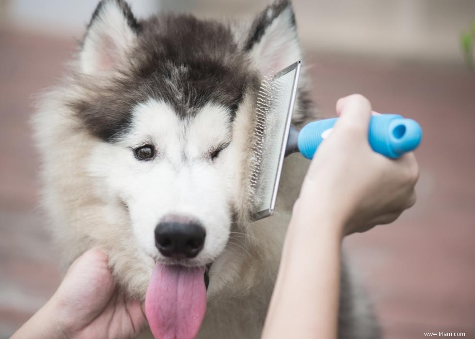 Bienfaits pour la santé du toilettage de votre chien 