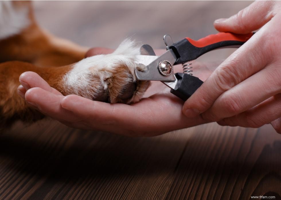 Bienfaits pour la santé du toilettage de votre chien 