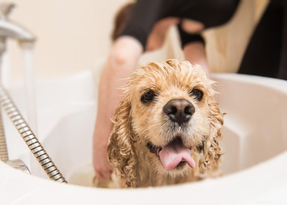 Bienfaits pour la santé du toilettage de votre chien 