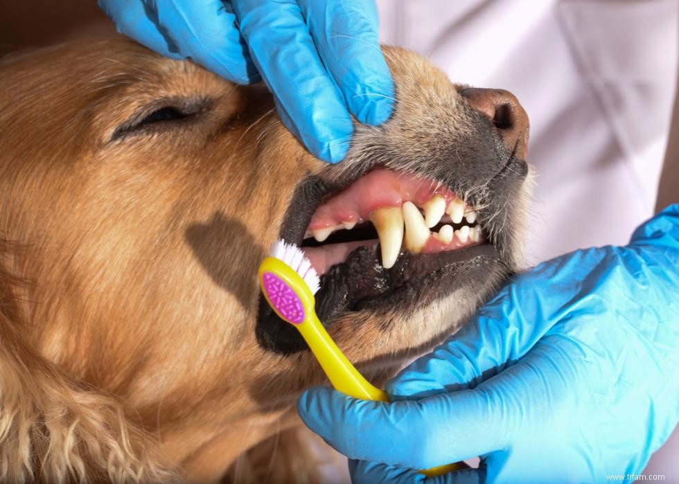 Bienfaits pour la santé du toilettage de votre chien 