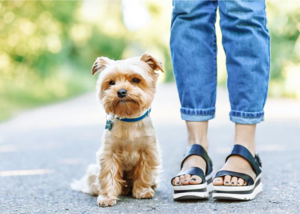 Combien coûte la vaccination de votre chien dans 25 villes 