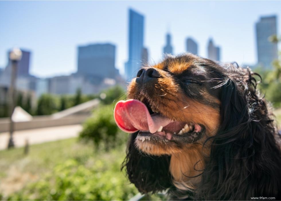 Combien coûte la vaccination de votre chien dans 25 villes 