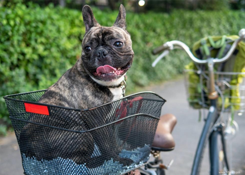 Combien coûte la vaccination de votre chien dans 25 villes 