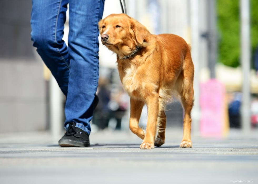 Combien coûte la vaccination de votre chien dans 25 villes 