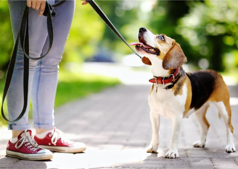 Combien coûte la vaccination de votre chien dans 25 villes 