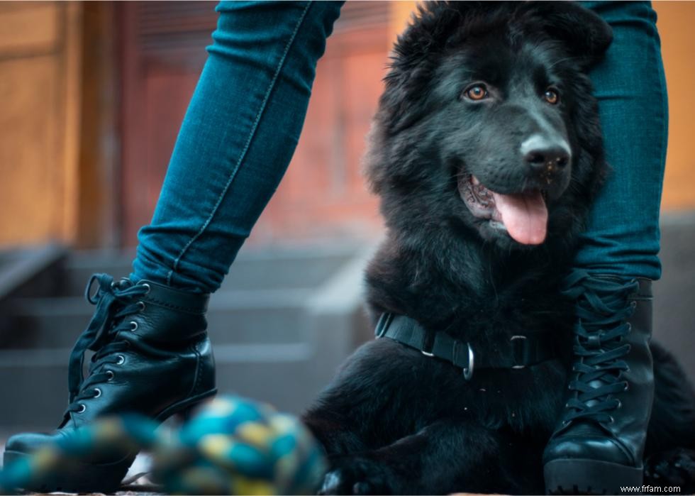 Combien coûte la vaccination de votre chien dans 25 villes 