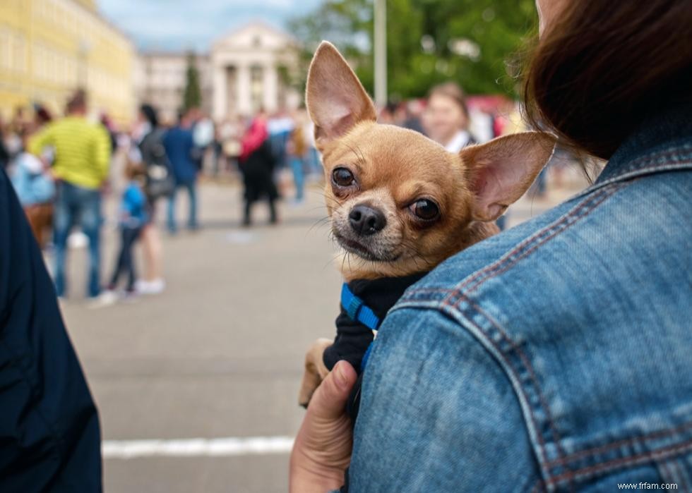 Combien coûte la vaccination de votre chien dans 25 villes 