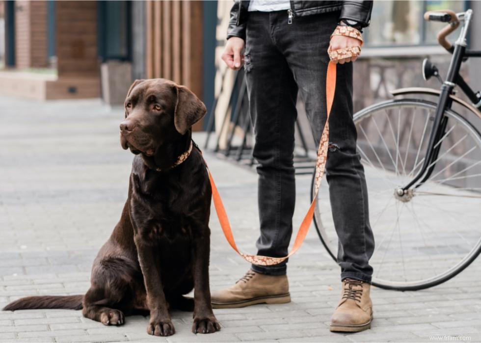 Combien coûte la vaccination de votre chien dans 25 villes 