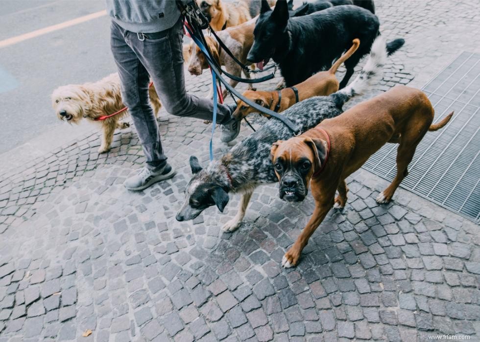 Combien coûte la vaccination de votre chien dans 25 villes 