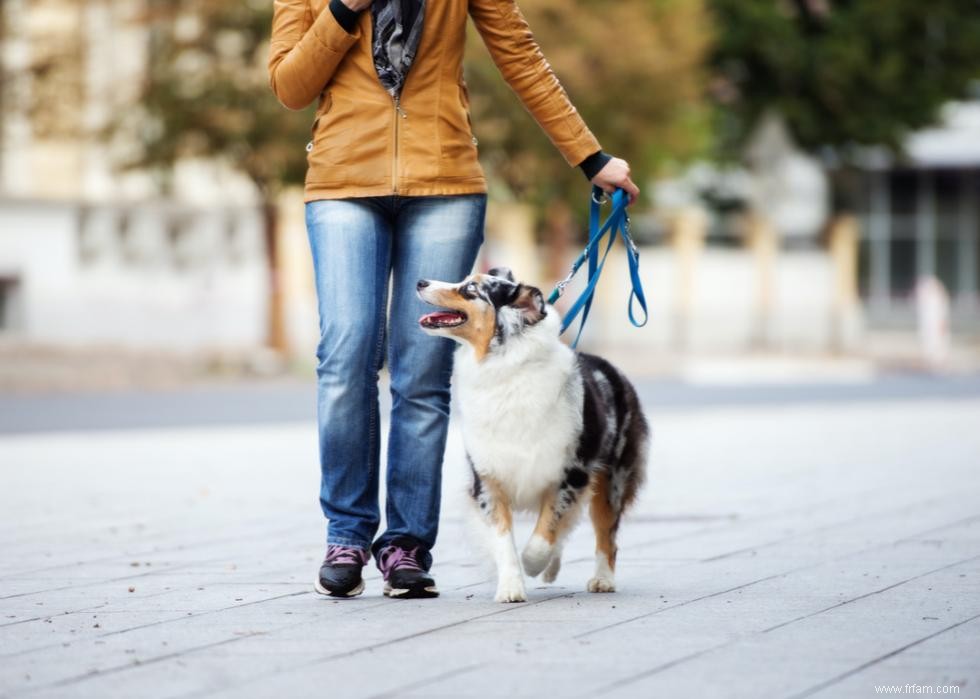 Combien coûte la vaccination de votre chien dans 25 villes 