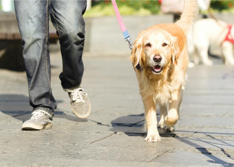 Combien coûte la vaccination de votre chien dans 25 villes 