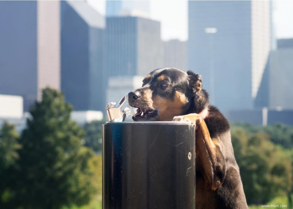 Frais vétérinaires pour les chiens dans 25 villes américaines 