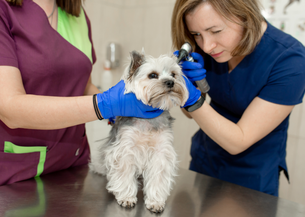 Frais vétérinaires pour les chiens dans 25 villes américaines 