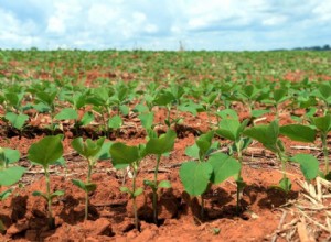 20 produits que vous ignorez peut-être proviennent de la forêt amazonienne 