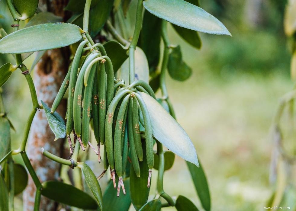 20 produits que vous ignorez peut-être proviennent de la forêt amazonienne 