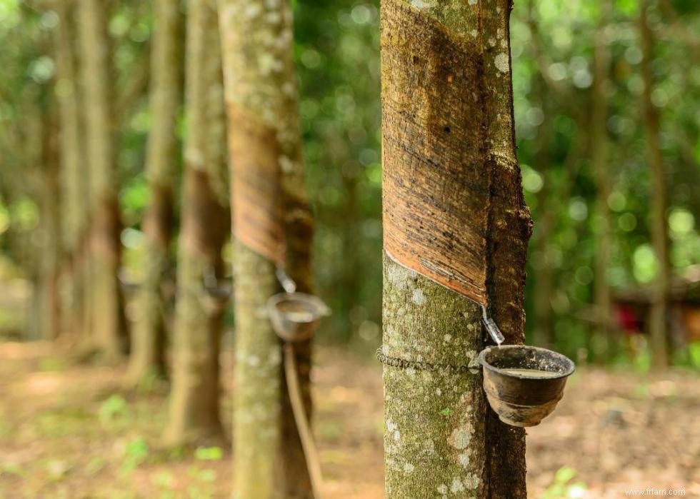 20 produits que vous ignorez peut-être proviennent de la forêt amazonienne 