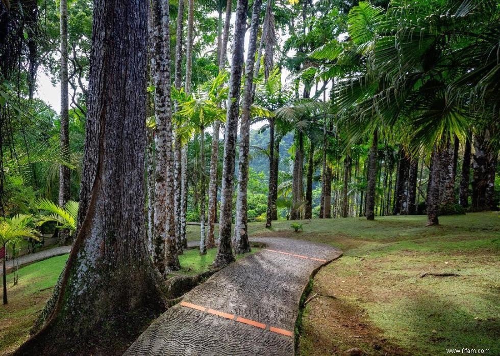 20 produits que vous ignorez peut-être proviennent de la forêt amazonienne 