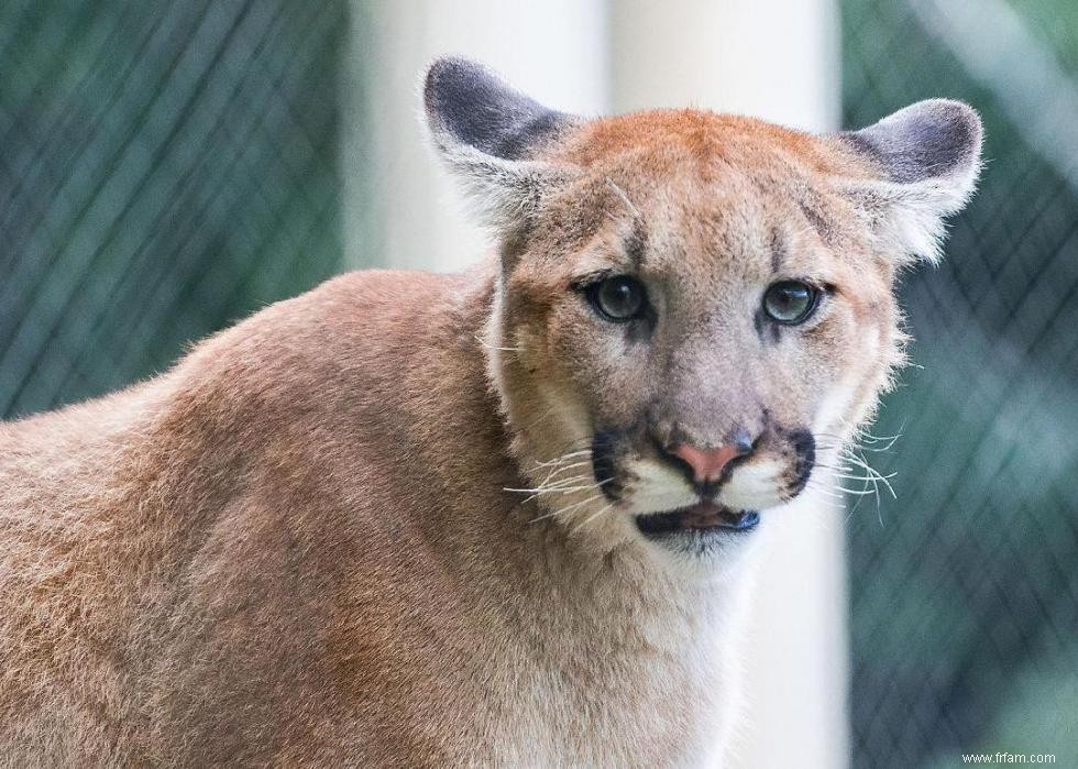 Que faire lorsque vous rencontrez ces 21 animaux à l état sauvage 