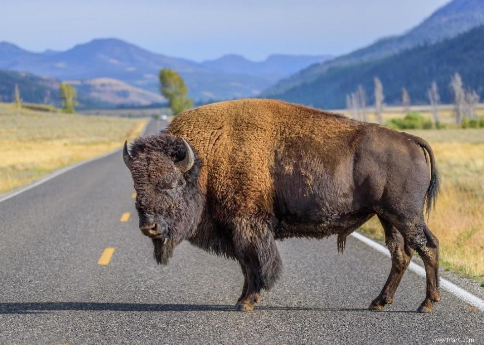 Que faire lorsque vous rencontrez ces 21 animaux à l état sauvage 