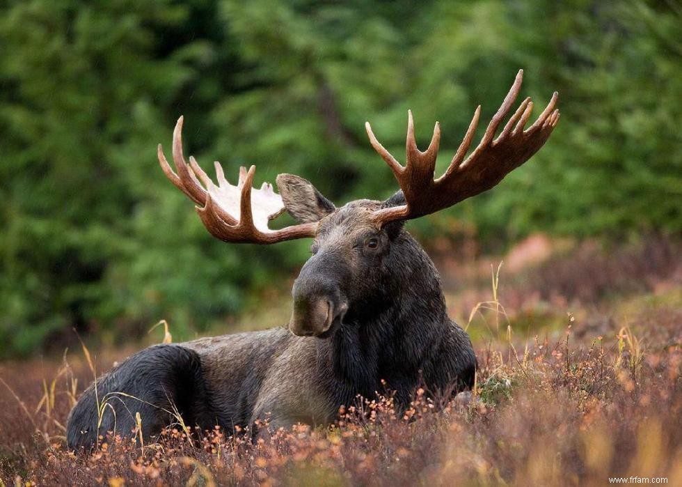 Que faire lorsque vous rencontrez ces 21 animaux à l état sauvage 