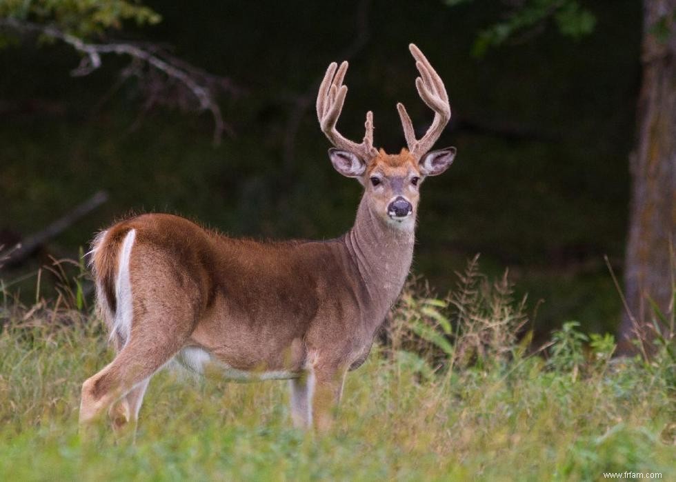 Que faire lorsque vous rencontrez ces 21 animaux à l état sauvage 