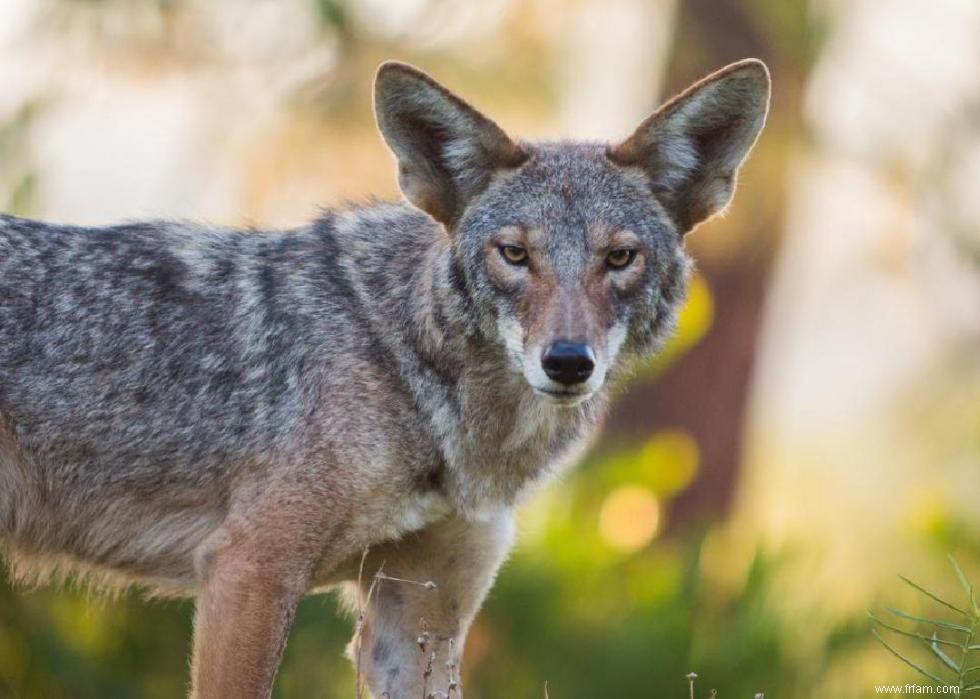 Que faire lorsque vous rencontrez ces 21 animaux à l état sauvage 