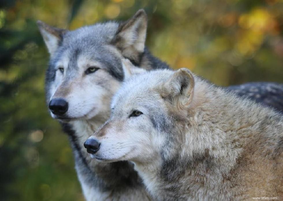 Que faire lorsque vous rencontrez ces 21 animaux à l état sauvage 