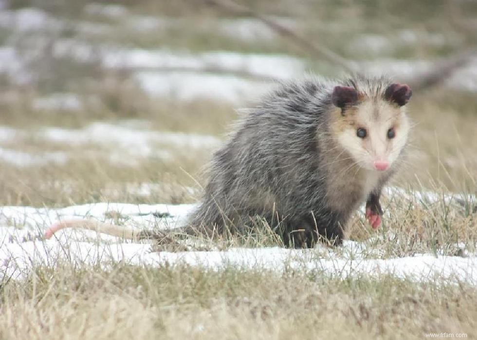 Que faire lorsque vous rencontrez ces 21 animaux à l état sauvage 