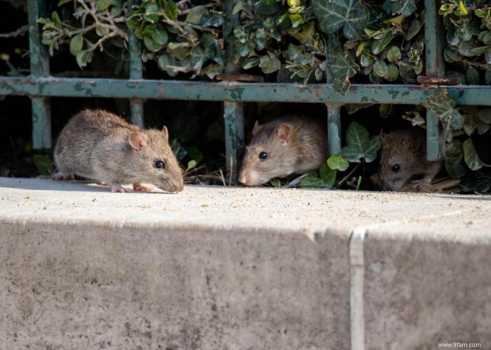 Que faire lorsque vous rencontrez ces 21 animaux à l état sauvage 